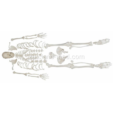 I-Disarticulated Skeleton ne-Skull